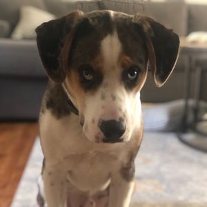 Meet your Posher, Joe